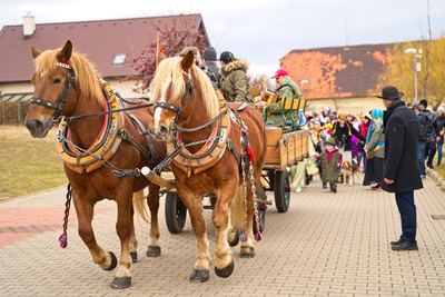 Radonický masopust – fotografie