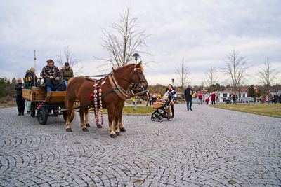 Radonický masopust – fotografie