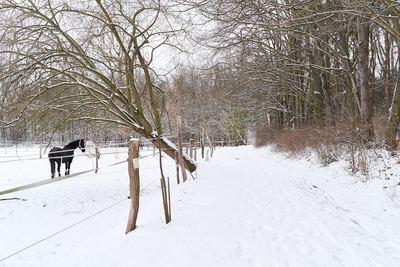 Zima v Radonicích – fotografie