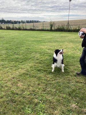 Kynologické ukázky pro ZŠ Vinoř – fotografie