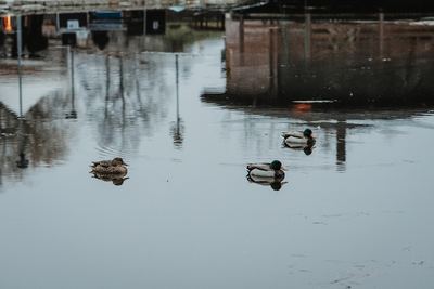 Vánoční představení – fotografie